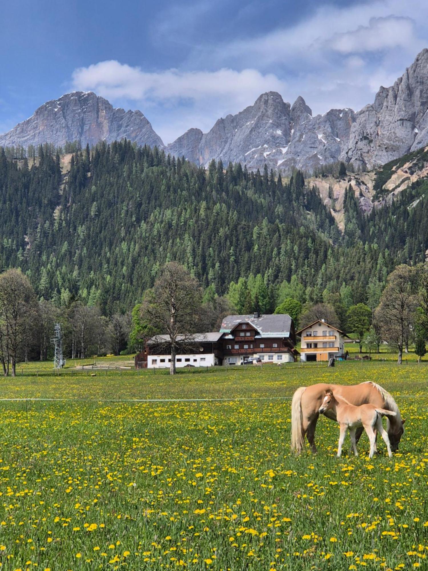רמסאו אם דכשטיין Family Appartment - Dachstein View מראה חיצוני תמונה
